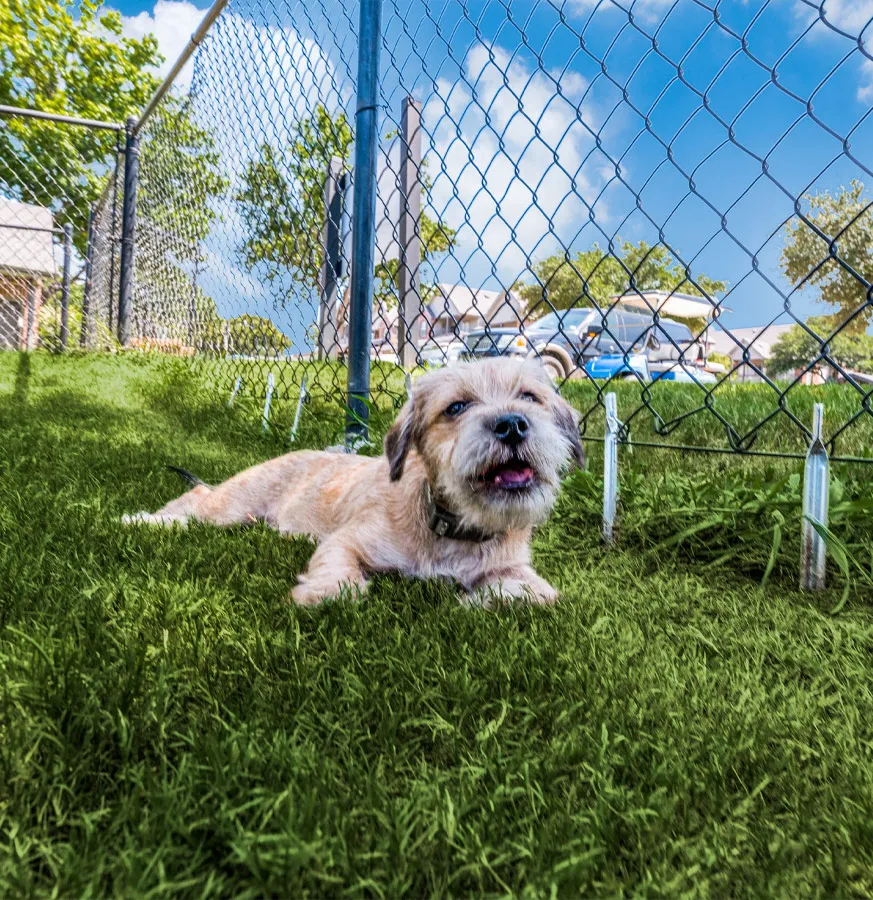 Best Dog Groomers in Grapevine